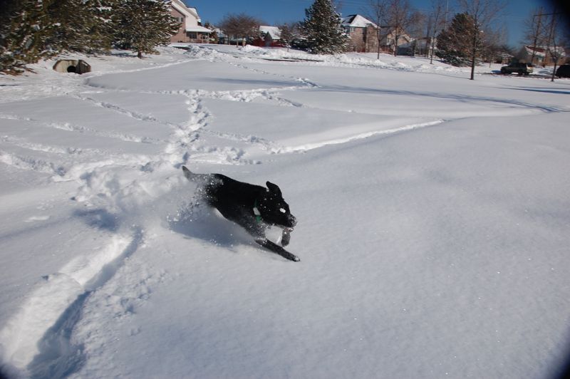 Snow Loving Suki in Longmont